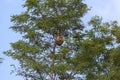 Large nest of wasps Vespa Velutina hangs overhead on a tree branch