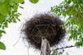 Large nest of White stork Ciconia ciconia, Ciconiidae, blue sky background Royalty Free Stock Photo