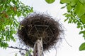 Large nest of White stork Ciconia ciconia, Ciconiidae, blue sky background Royalty Free Stock Photo