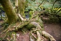A large network of intricate tree roots, Golitha Falls, Cornwall