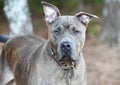 Large neutered male Mastiff Bulldog light brindle Royalty Free Stock Photo