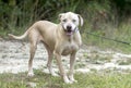 Large neutered male tan Lab mixed breed dog rescue photo
