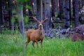 Large buck mule deer standing in forest with antlers in full summer velvet Royalty Free Stock Photo