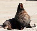 A large New Zealand Sea Lion yawning and stretching at a beach at Surat Bay in the Catlins in the South Island in New Zealand