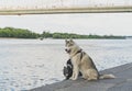 Large nice husky with brownish gray-white coat at the Dnieper river coastline, having a walk with his master. On the background is
