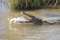 Large nile crocodile eat a fish on river bank Royalty Free Stock Photo