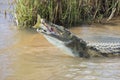 Large nile crocodile eat a fish on river bank Royalty Free Stock Photo