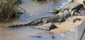 Large nile crocodile eat a fish on river bank Royalty Free Stock Photo