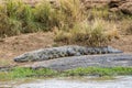 Large Nile Crocodile On River Bank Royalty Free Stock Photo