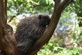 Large North American Porcupine In a Tree