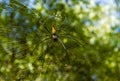 A large northern golden orb weaver or giant golden orb weaver spider Nephila pilipes typically found in Asia and Australia,
