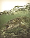 Large northern pike fish in clear water - fishing theme