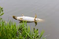 Large northern pike floating in Dutch lake near Leiden