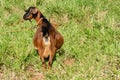 Large Nubian Goat Passing Faeces Royalty Free Stock Photo