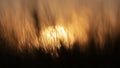 Large Nuclear explosion. View of nuclear fungus from behind wheat ears