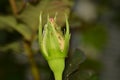 A large number of aphids sit on a small rosebud Royalty Free Stock Photo