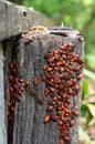 A large number of beetles Pyrrhocoris apterus. A family of red beetles with black dots