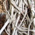 A large number of binding rootlet of a tree Royalty Free Stock Photo