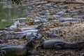 Black caimans crowding at the riverbank, Pantanal, Brazil Royalty Free Stock Photo