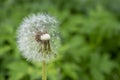 A large number of blooming dandelions among the grass Royalty Free Stock Photo