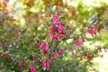 Large number of blooming Pink and white Fuchsia flowers Royalty Free Stock Photo