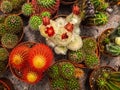 A large number of cacti. Cacti of different shapes and colors Royalty Free Stock Photo