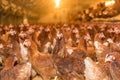 Large number of chickens on a poultry farm.