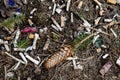 A large number of cigarette butts lie in a clearing in the forest. The concept of anthropogenic pollution of forests and nature Royalty Free Stock Photo