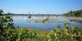 A large number of dead trees stand on a flooded swampy area on a hot day, landscape Royalty Free Stock Photo