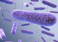 E coli Bacteria. vibrios type category. Royalty Free Stock Photo