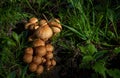 A large number of edible wild mushrooms in the grass in the forest. Nature and food Royalty Free Stock Photo
