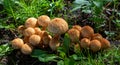 A large number of edible wild mushrooms in the grass in the forest. Nature and food Royalty Free Stock Photo