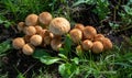 A large number of edible wild mushrooms in the grass in the forest. Nature and food Royalty Free Stock Photo