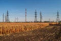 A Large Number Of Electric Poles With High-voltage Wires In The Middle Of A Field With Dry Corn Plants.