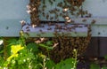 A large number of honey bees of the Apidae family hang on top of each other