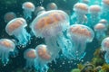a large number of jellyfish swimming underwater Royalty Free Stock Photo