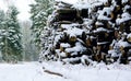 A large number of logs in the snow. Forest. Stacked logs. Lumber stored in stacked piles in forest.
