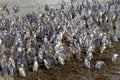 Large number of Magellanic Penguins