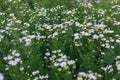 A large number of medicinal flowering daisies grows in the meadow.