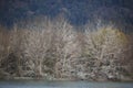 A large number of migratory birds perched on the trees