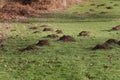 Large number of mole hills.