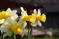 Flowers of narcissuses in group against a dark background.