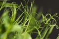 A large number of pea roots are light yellow in color