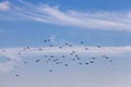 a flock of pigeons flying in the blue sky