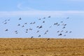 a flock of pigeons flying in the blue sky