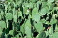 A large number of prickly pear cacti bathed in the sun Royalty Free Stock Photo