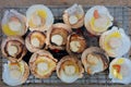 A large number of scallops are placed on the iron grate. which is placed on a hot coal stove in order to make the shellfish cooked Royalty Free Stock Photo