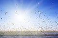 A large number of seagulls flying over the sea surface. Royalty Free Stock Photo