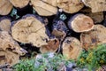 Large number of stacked tree trunks