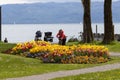 A large number of terry Monsella tulips on the shores of Lake Constance